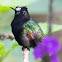 Black-bellied hummingbird