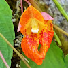 Orange jewelweed