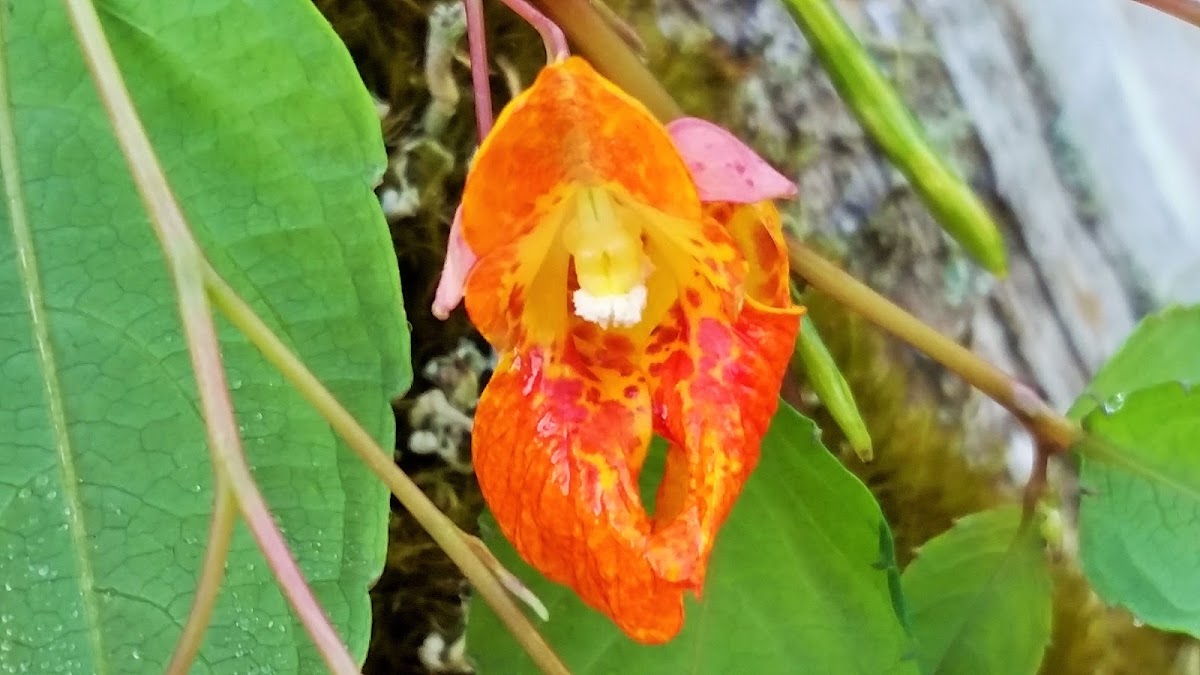 Orange jewelweed