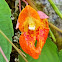 Orange jewelweed