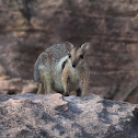 Wilkins Rock Wallaby