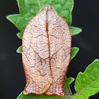 Leafrolling Bellmoth