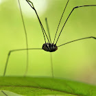 Harvestmen spider