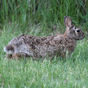 Eastern Cottontail