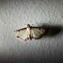 Crambid Moth