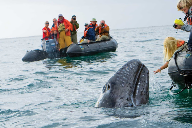 Have a close encounter with a gray whale during your Lindblad Expeditions tour of Baja's Sea of Cortez.