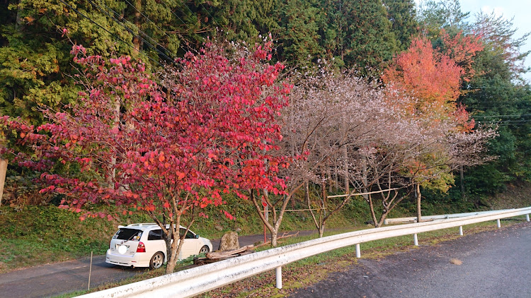 カローラフィールダーの水鏡・険道ドライブ・紅葉ライトアップ・四季桜・曽木公園に関するカスタム事例の投稿画像5枚目
