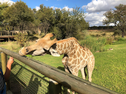 New & Improved Lions Park South Africa 2018