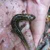 Black-bellied Salamander