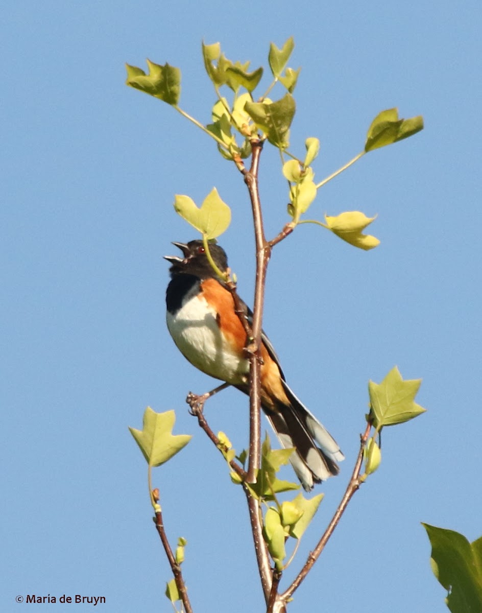 Eastern towhee