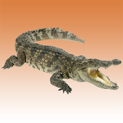 Crocodile sounds  Icon