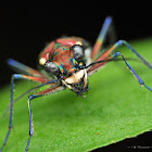 Tiger Beetle