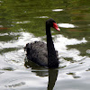 Black Swans