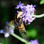 Hoverfly; Mosca cernidora