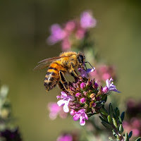 Polline primaverile di 