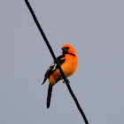 Orange Oriole