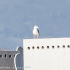 Lesser Black-backed Gull