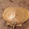 Spiny Softshell Turtle