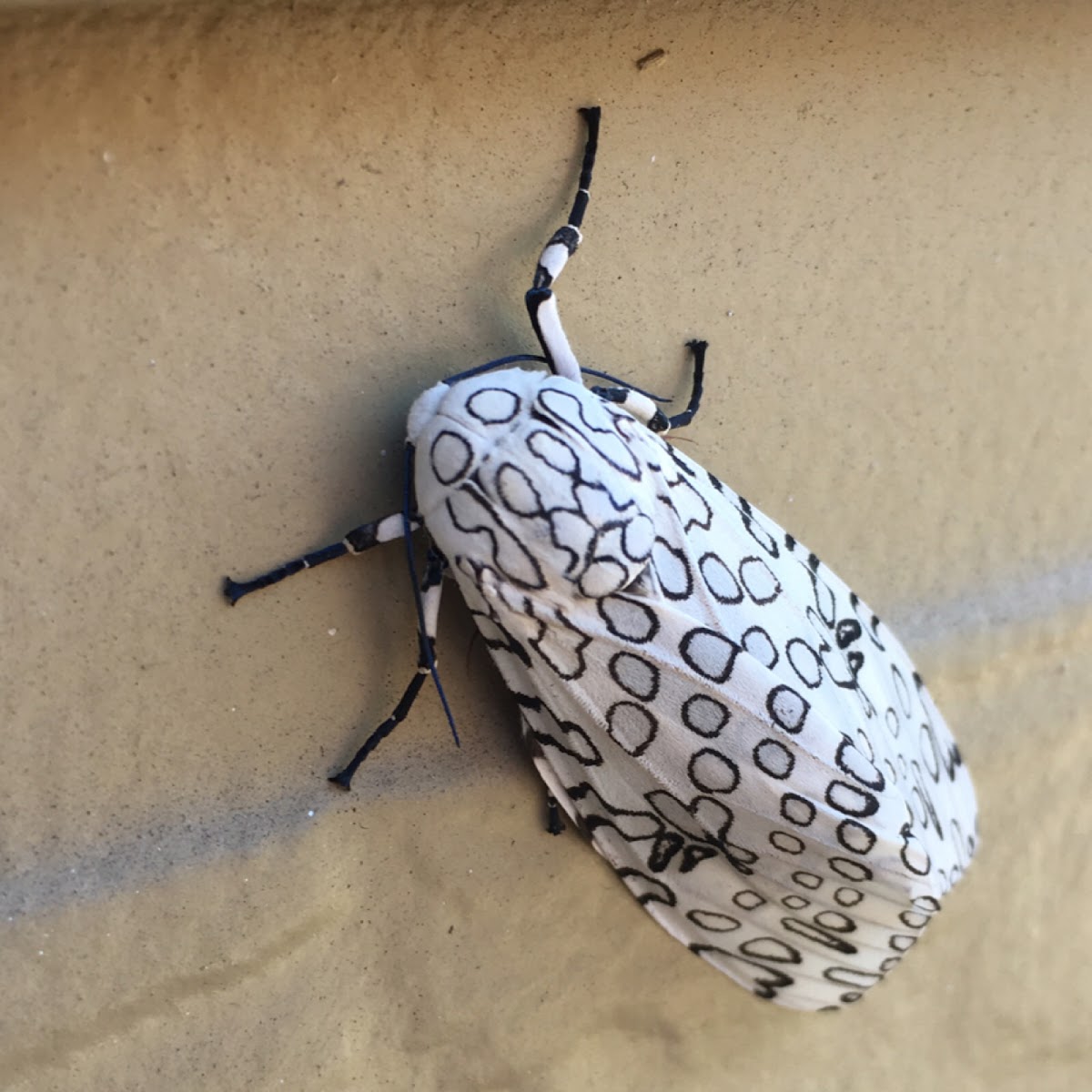 Giant Leopard Moth