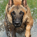 Belgian Malinois Wallpapers icon