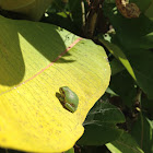 Gray tree frog