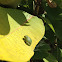 Gray tree frog