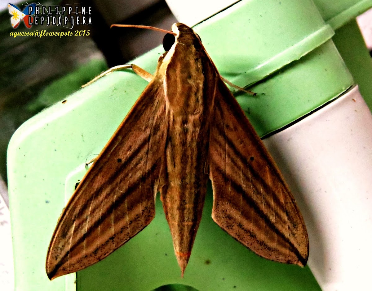 Theretra Hawk Moth