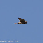 Kestrel; Cernícalo Real