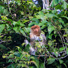 Proboscis monkey