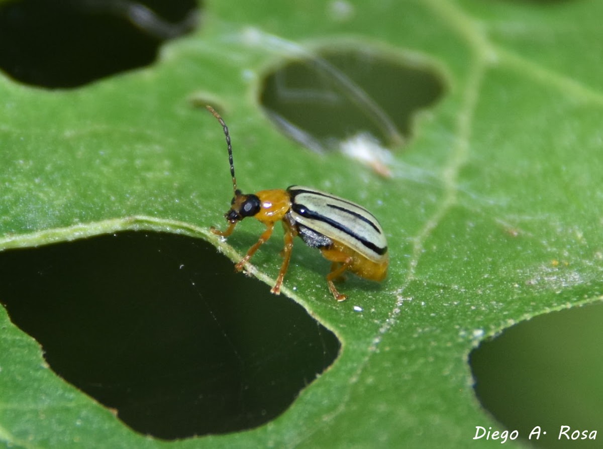 Diabrotica sp.