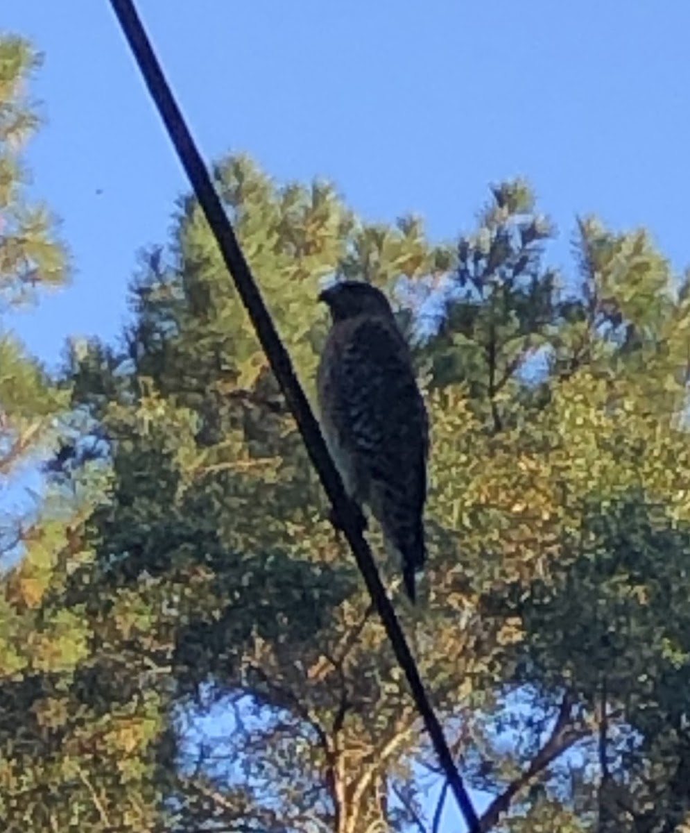 Red Shouldered Hawk