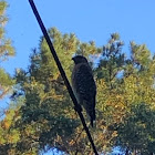 Red Shouldered Hawk