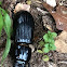 Horned Passalus Beetle