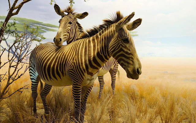 Zebra - New Tab in HD