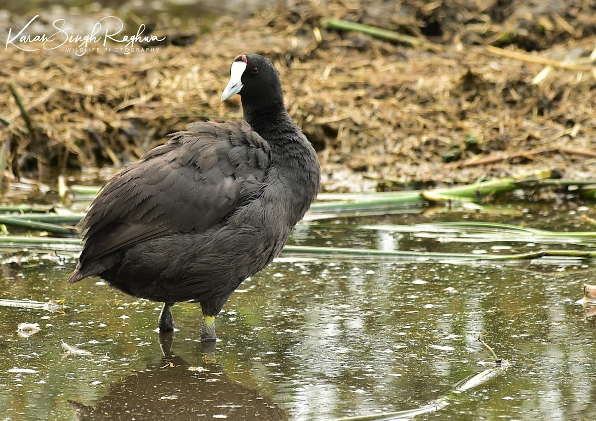 Coot - Red-knobbed Coot