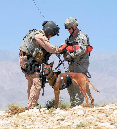 Military Dogs Wallpaper Images