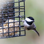 Black-Capped Chickadee