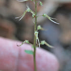 Southern Twayblade Orchid