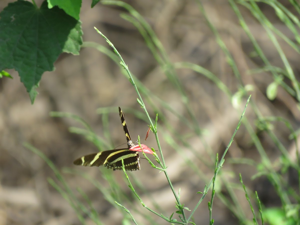 Zebra Heliconian