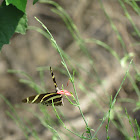 Zebra Heliconian