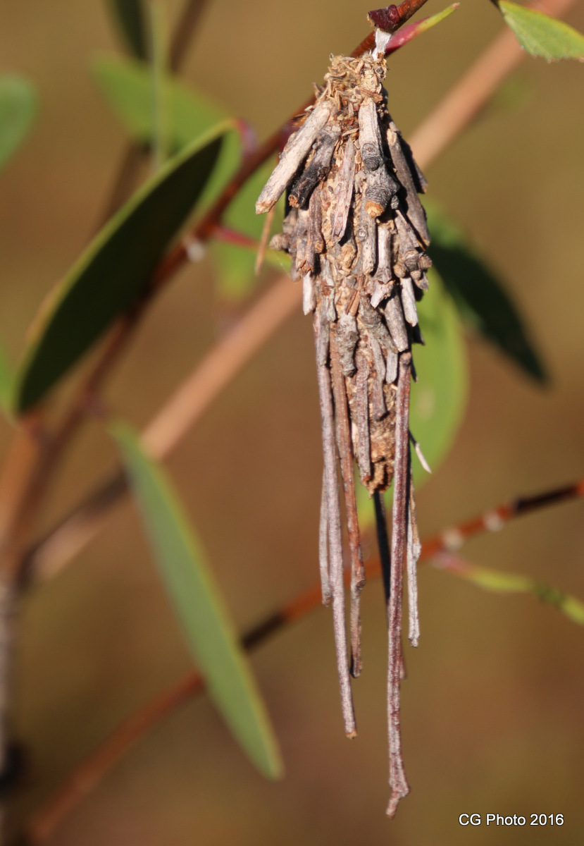 Case Moth