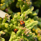 Eurydema eckerleini nymphs