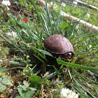 eastern box turtle