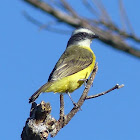 Great Kiskadee