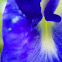 Blue pea / Butterfly pea