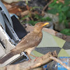 African Thrush