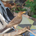 African Thrush