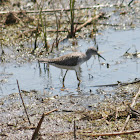 Lesser Yellowlegs