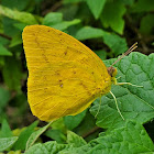 Large Orange Sulphur (male)