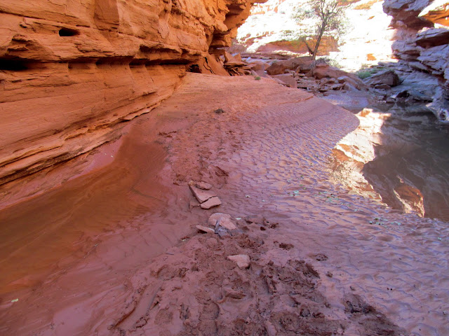 Plenty of hiker footprints in the mud in Bluejohn Canyon